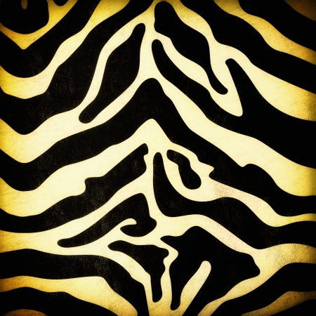 Zebra skin pattern on paperの写真素材