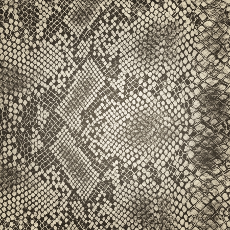 Wild animal body skin patternの写真素材
