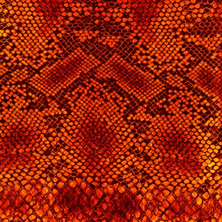 Wild animal body skin patternの写真素材