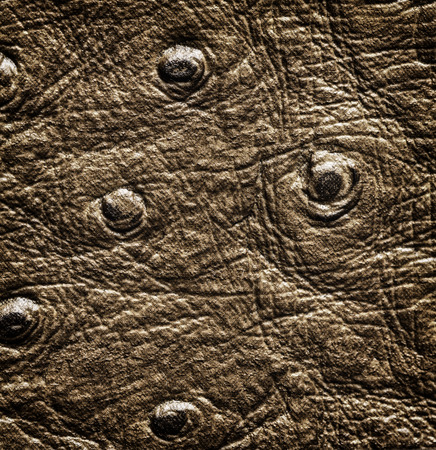 Crocodile skin close up textureの写真素材