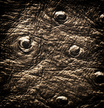 Crocodile skin close up textureの写真素材