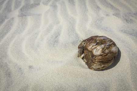 Coconut on the beach sandの写真素材