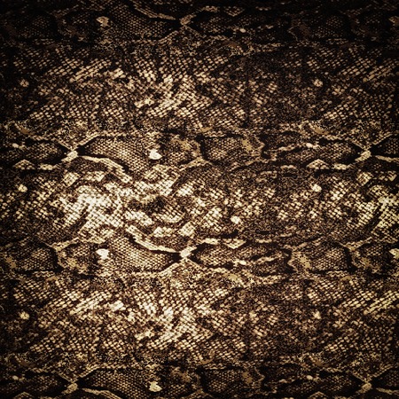 Snake leather skin background and texture の写真素材