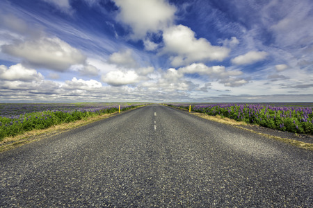 Lavenda flowers by empty asphalt road in South Icelandの写真素材