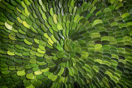 Green leaf texture backroundの写真素材