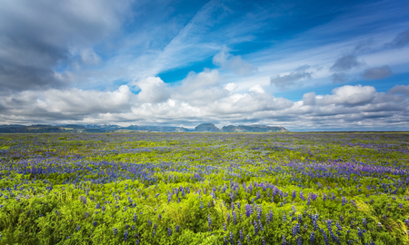 Meadow full of flowers in South Icelandの写真素材