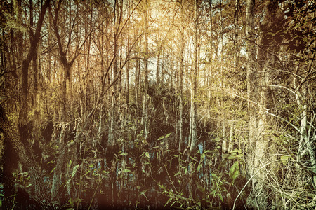 Tropical forest swamp, Florida. Vintage tone colors with lens flare
