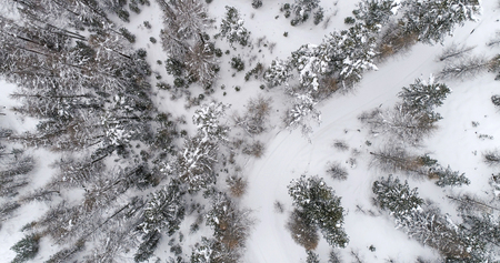 Aerial view of snow covered forest. Winter seasonの写真素材