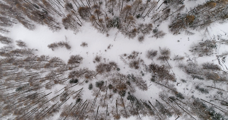 Aerial view of snow covered forest. Winter seasonの写真素材