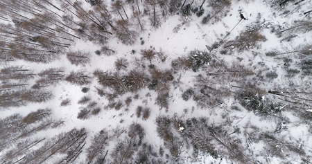 Aerial view of snow covered forest. Winter seasonの写真素材