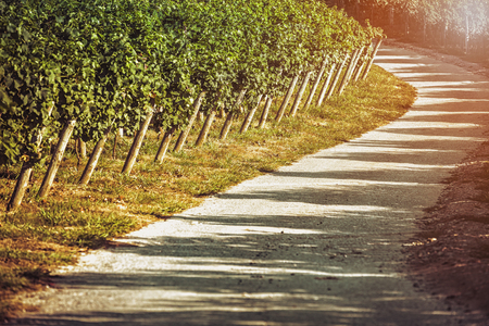 Vineyard countryside road in late afternoon light. Light leakの写真素材