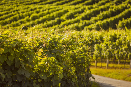Vineyard landscape with rows before sunset. Blurry backgroundの写真素材