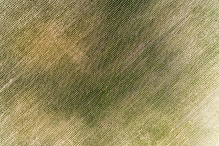 Aerial top view over Cornfield.  Summer seasonの写真素材