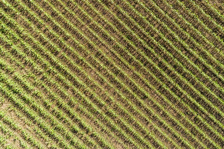 Aerial top view of a farm field with rows. Close upの写真素材