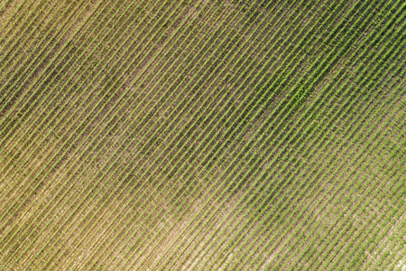 Aerial top view of a farm field with rows. Summer seasonの写真素材