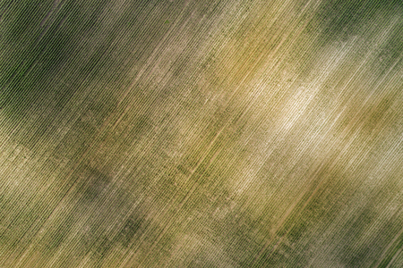 Aerial top view of a farm field with rows. Summer seasonの写真素材