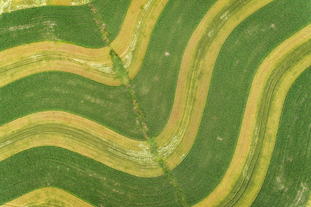 Agricultural field with multicolor plants . Aerial top view