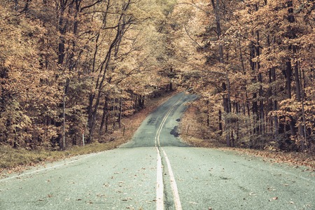 Road in autumn forest with desaturated colors, Michiganの写真素材