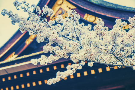 Cherry blossom flowers on japanese shrine background , Japanの写真素材