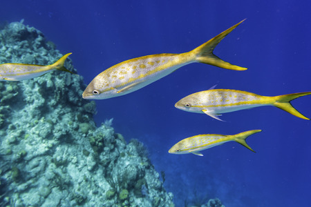 Colorful Yellowtail Snappers fish on the coral reef edge. Selective focusの写真素材