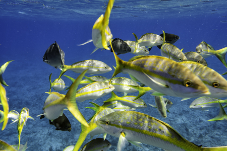 Colorful Yellowtail Snappers fish school underwater. Selective focusの写真素材