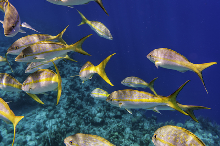 Yellowtail Snappers fish in blue Caribbean waters. Selective focusの写真素材