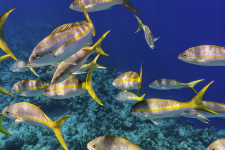 Colorful Yellowtail Snappers fish school underwater. Selective focusの写真素材