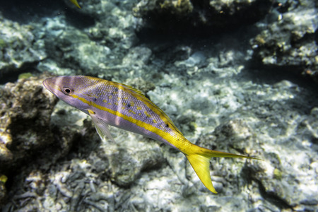 Yellowtail Snappers fish underwater coral reef backgroundの写真素材