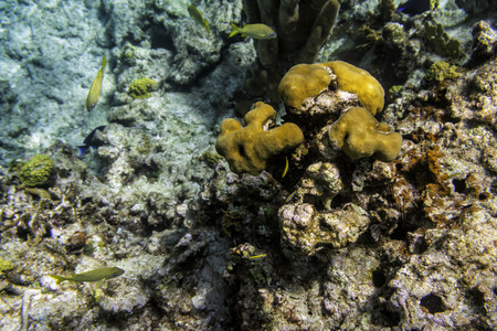 Coral reef. Underwater life. Selective focusの写真素材