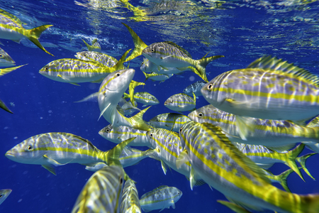 Colorful Yellowtail Snappers fish in blue Caribbean waters. Selective focusの写真素材