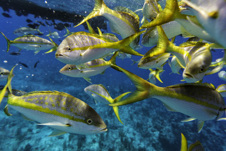 Colorful Yellowtail Snappers fish by the reef. Selective focusの写真素材