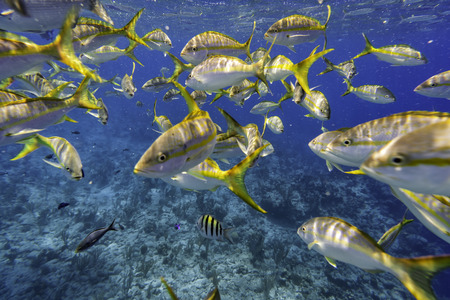 Yellow Tail Snappers and Sergeant Major fish. Underwater life. Selective focusの写真素材