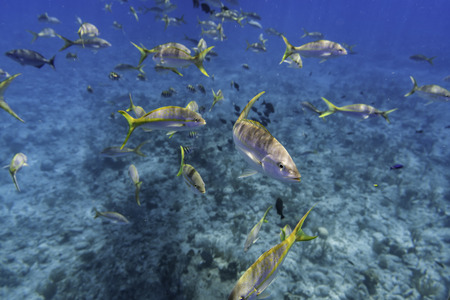 Group of Yellowtail Snappers fish underwater. Selective focusの写真素材