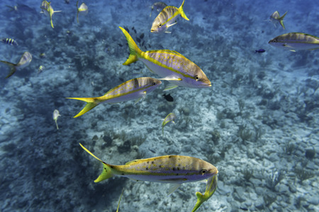 Colorful Yellowtail Snappers fish by the reef. Selective focusの写真素材