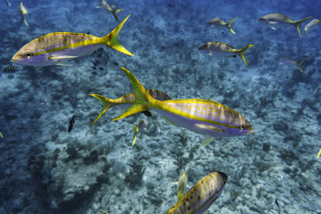 Colorful Yellowtail Snappers fish by the reef. Selective focusの写真素材