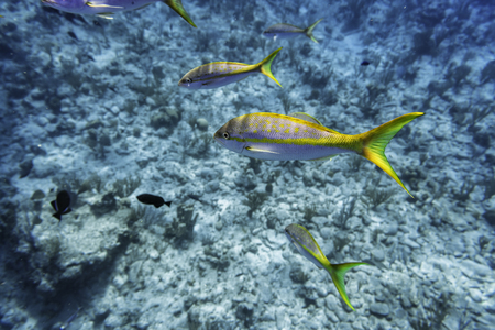 Colorful Yellowtail Snappers fish by the reef. Selective focusの写真素材