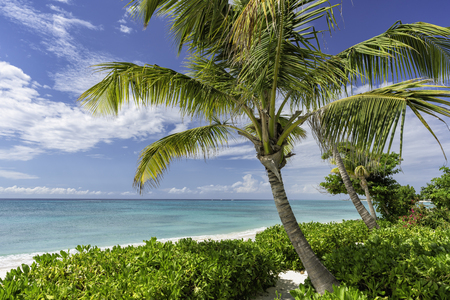 Tropical white beach and coconut palm trees. Summer conceptの写真素材
