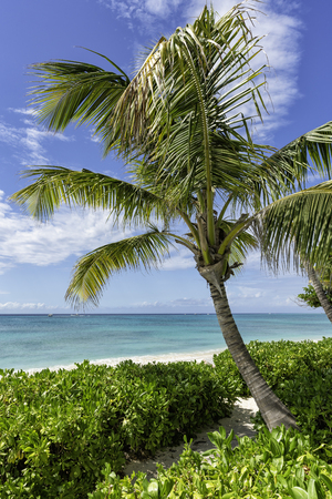 Sunny beach with tropical palmsの写真素材