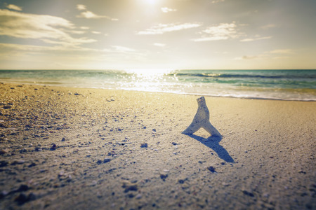 Shell on the sandy beach with sunlight above horizonの写真素材