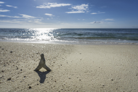 Shell on the sandy beach with sunlight above horizonの写真素材