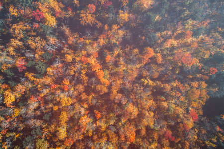 Top down view of colorful forest treetops with light leaks, fall season. Vermont, United States
