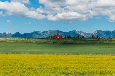 Typical Red barn on the hill in front of high Montana mountains and yellow field flowers as foregroundの写真素材