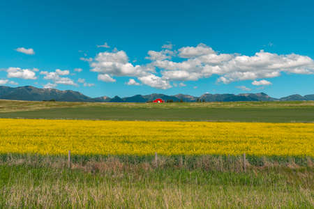 Wide angle view of rural Montana landscape with red barn on the hill and yellow field flowers, sunny day with blue skyの写真素材