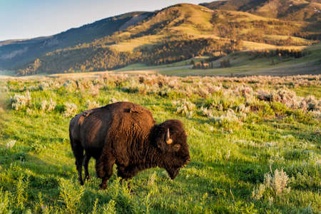 American Bison in Yellowstone National Park at sunsetの写真素材