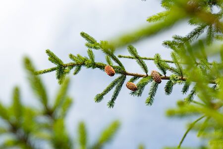 Branches with needles of  pine  tree close-up against a blue skyの写真素材