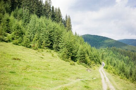 Trail in the forest of the Ukrainian Carpathian Mountainsの写真素材