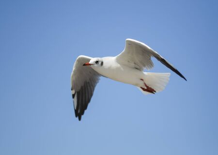 Seagull in blue sky clouds.の写真素材