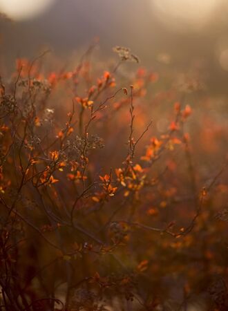 Flowers against morning sunriseの写真素材