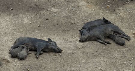 Small Piglet Eating.の写真素材