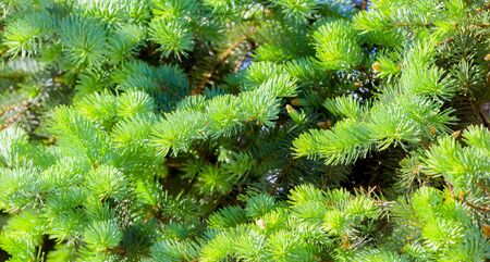 Branch of fir tree with green needles,  close upの写真素材